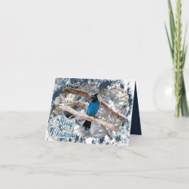 Steller's Jay Prettig Kerst Uitgeklapte Kerstkaart Feestdagen Kaart