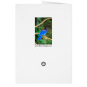 Stellers jay schilderen - Oorspronkelijke vogelkun (Achterkant)