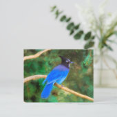 Stellers jay schilderen - Oorspronkelijke vogelkun Briefkaart (Staand voorkant)