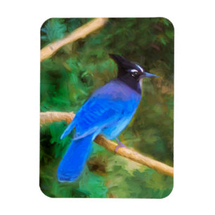 Stellers jay schilderen - Oorspronkelijke vogelkun Magneet