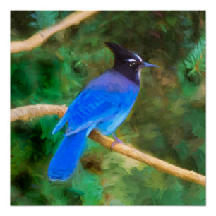 Stellers jay schilderen - Oorspronkelijke vogelkun Perfect Poster
