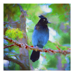 Stellers jay schilderen - Oorspronkelijke vogelkun Poster