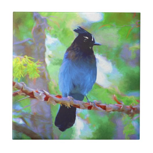 Stellers jay schilderen - Oorspronkelijke vogelkun Tegeltje (Voorkant)