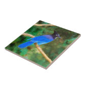 Stellers jay schilderen - Oorspronkelijke vogelkun Tegeltje (Zijkant)