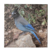 Stellers Jay Tegeltje (Voorkant)