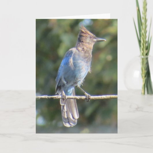 Steller's Jay-Wenskaart Kaart (Voorkant)