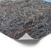 Stellers Zee Eagle Poster (Hoek)