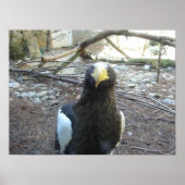 Stellers Zee Eagle Poster (Voorkant)