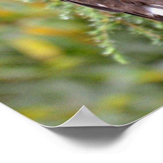 Stellers Zee Eagle Poster (Hoek)