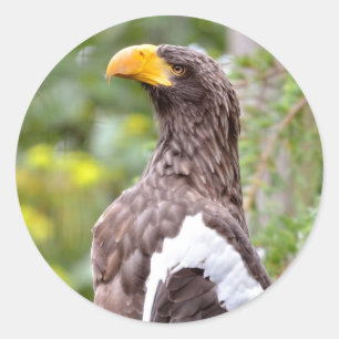 Stellers Zee Eagle Ronde Sticker