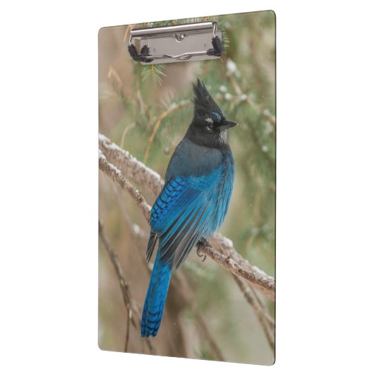 Stelletjaaimvee in boom klembord (Links)