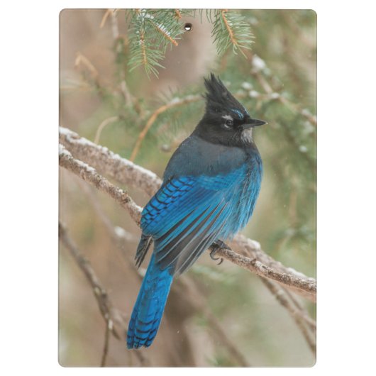 Stelletjaaimvee in boom klembord (Achterkant)