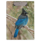 Stelletjaaimvee in boom klembord (Voorkant)