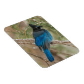 Stelletjaaimvee in boom magneet (Rechterzijde)