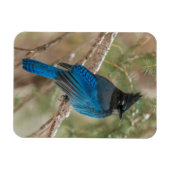 Stelletjaaimvee in boom magneet (Horizontaal)