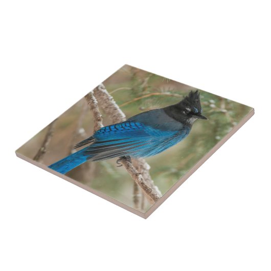 Stelletjaaimvee in boom tegeltje (Zijkant)