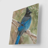 Stelletjaaimvee in boom vierkante klok (Hoek)