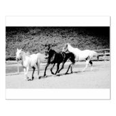 Stempel van drie paarden (Afrduk)