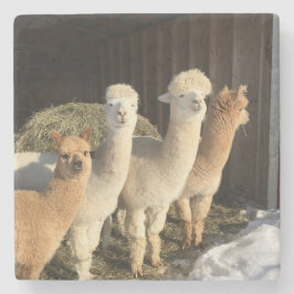 Stenen Onderzetter - Alpaca's in de winterzon