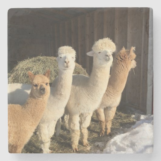 Stenen Onderzetter - Alpaca's in de winterzon (Voorkant)
