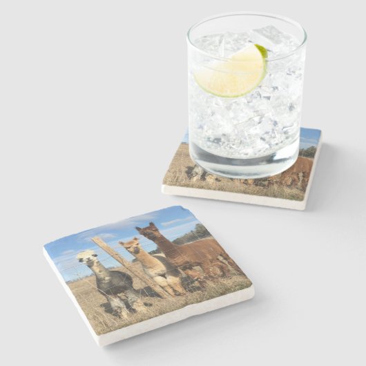 Stenen Onderzetter - Alpacas Phaethon, Gerst, Marv (Zijkant)