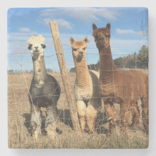 Stenen Onderzetter - Alpacas Phaethon, Gerst, Marv