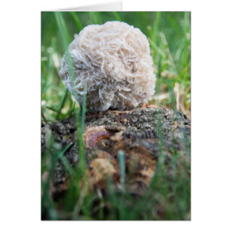 Stenen | Rest Roos 134