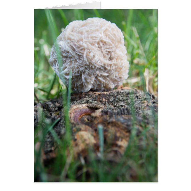 Stenen | Rest Roos 134 (Voorkant)