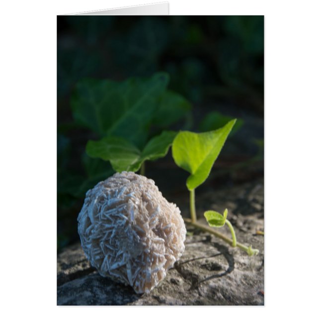 Stenen | Rest Roos 141 (Voorkant)