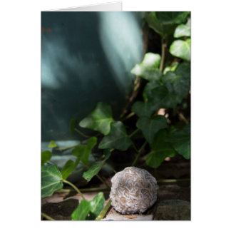 Stenen | Rest Roos 145