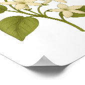 Stephanotis - Geluk in het huwelijk Poster (Hoek)