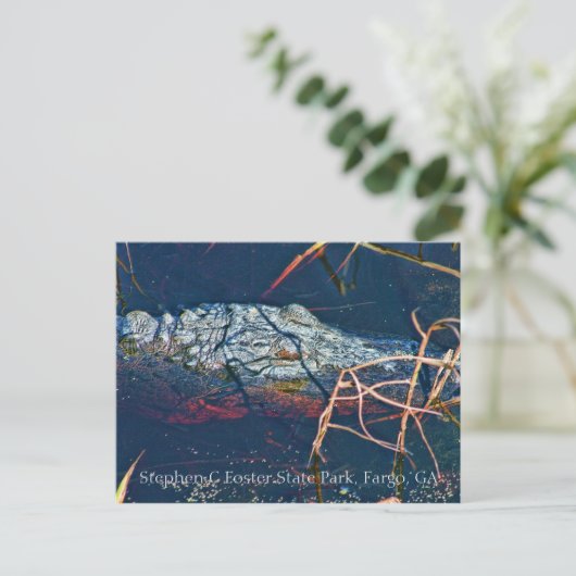 Stephen C Foster State Park, Gator Briefkaart (Staand voorkant)