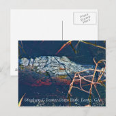 Stephen C Foster State Park, Gator Briefkaart (Voorkant / Achterkant)