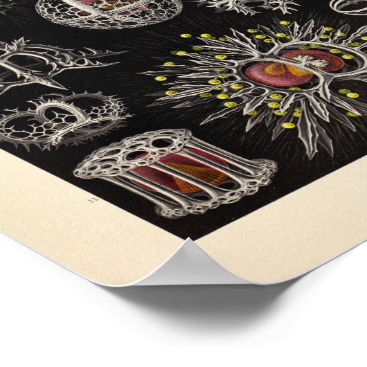 Stephoidea Color Ernst Haeckel Art Print (Hoek)