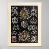 Stephoidea Color Ernst Haeckel Art Print (Voorkant)