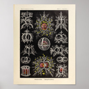  Stephoidea Color Ernst Haeckel Art Print