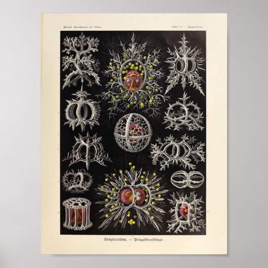Stephoidea Color Ernst Haeckel Art Print (Voorkant)