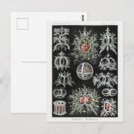 Stephoidea–Ringelstrahlinge | Ernst Haeckel | Briefkaart