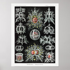Stephoidea–Ringelstrahlinge | Ernst Haeckel | Poster