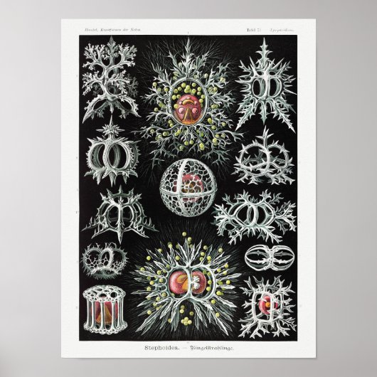 Stephoidea–Ringelstrahlinge | Ernst Haeckel | Poster (Voorkant)