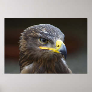 Steppe Eagle Close-up portret Poster