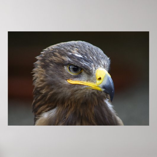 Steppe Eagle Close-up portret Poster (Voorkant)