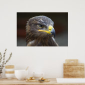 Steppe Eagle Close-up portret Poster (Keuken)