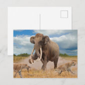 Steppe Mammoth-Briefkaart Briefkaart (Voorkant / Achterkant)