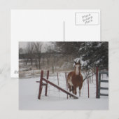 Stepper in de sneeuw briefkaart (Voorkant / Achterkant)