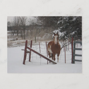 Stepper in de sneeuw briefkaart