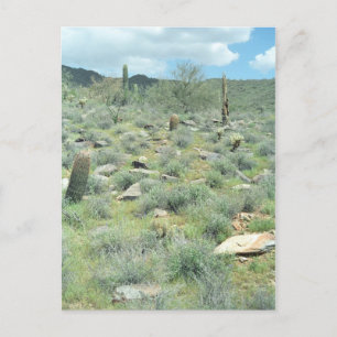 Stepping Stones Sonoran Arizona Foto Briefkaart