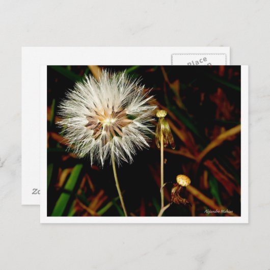 Ster Briefkaart (Voorkant / Achterkant)