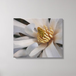 Ster Magnolia Bloem Canvas Print