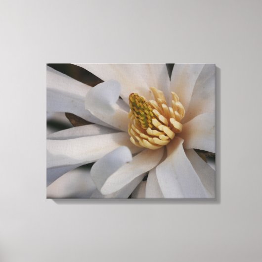 Ster Magnolia Bloem Canvas Print (Voorkant)